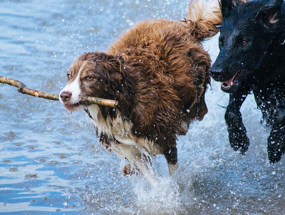 Dogs running in water
