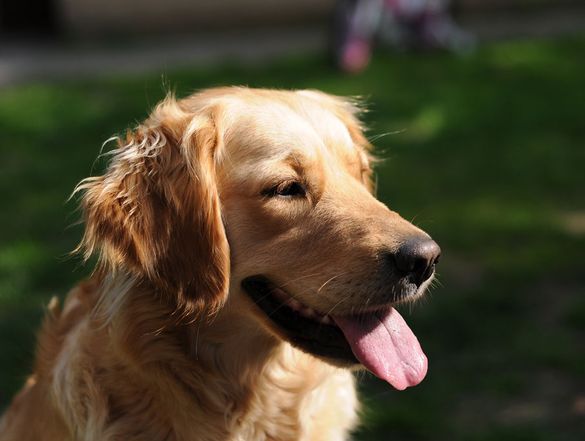 Dog panting