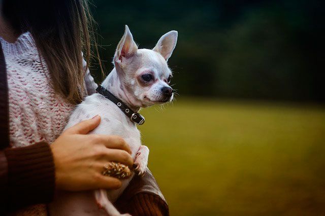 Holding a dog