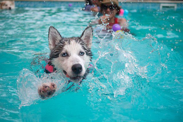 Dog playing with a ball