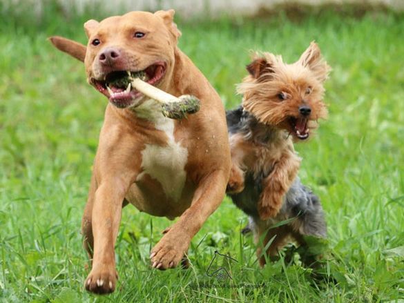 Dogs chasing each other