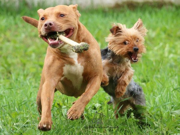Dogs chasing each other
