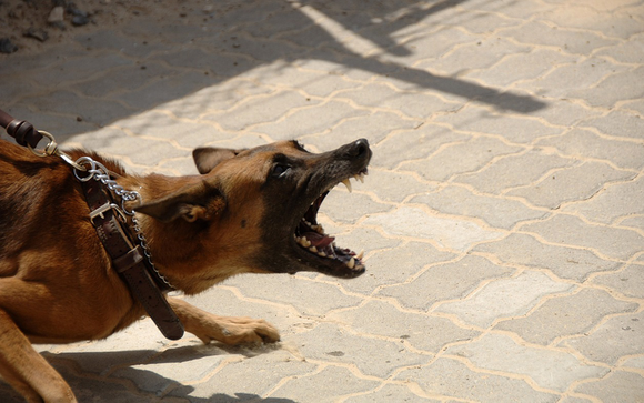Angry Dog