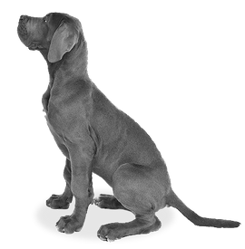 Grey dog