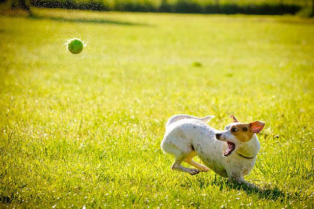 dog catching a ball