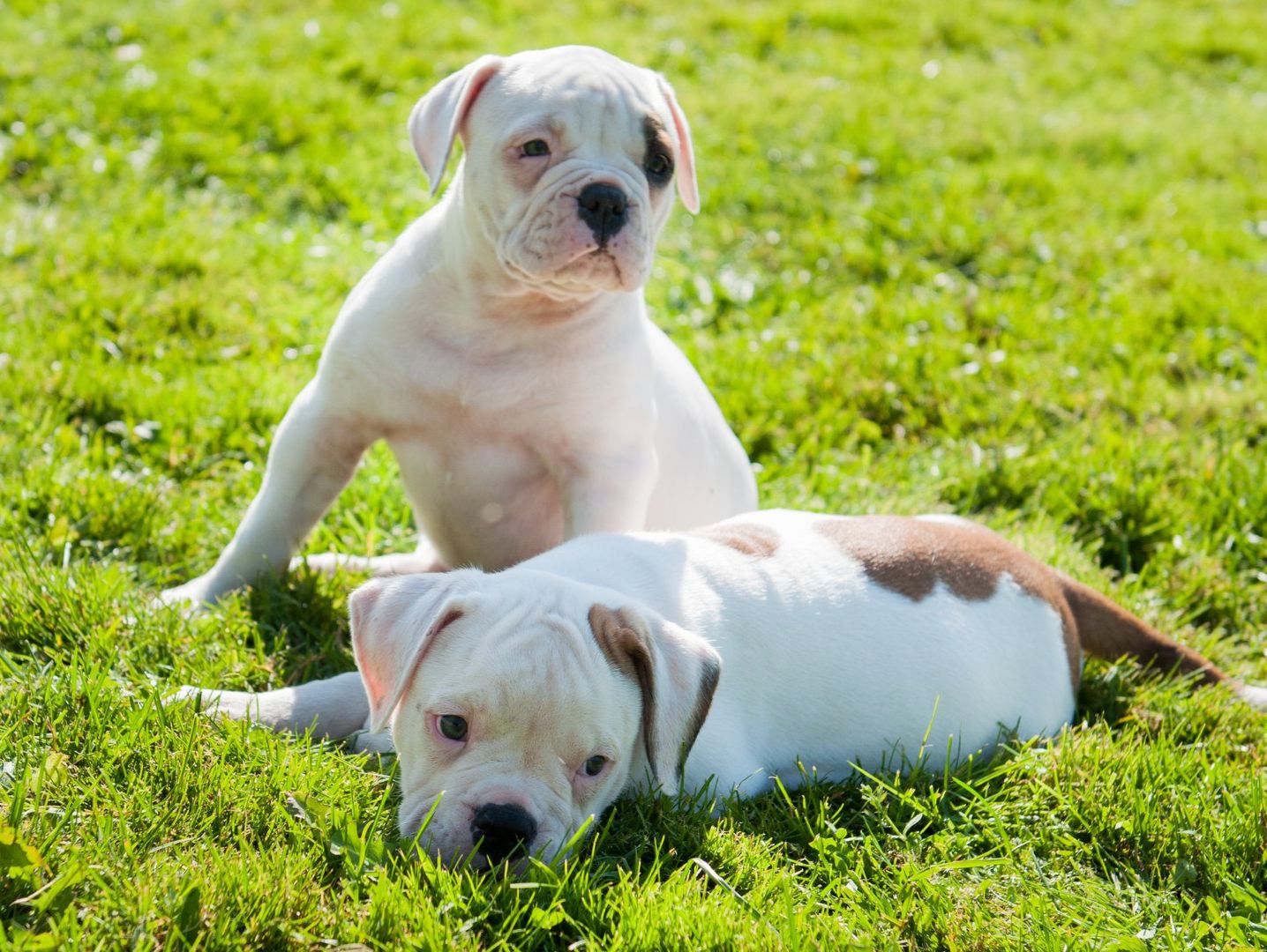 Puppy Socialisation