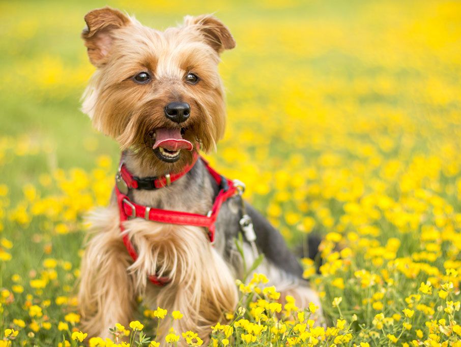 Dog sitting in a field